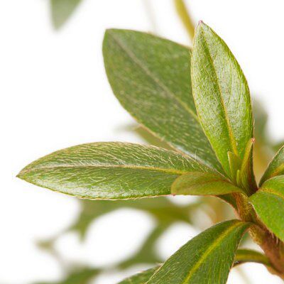 GoodHome Shrub
