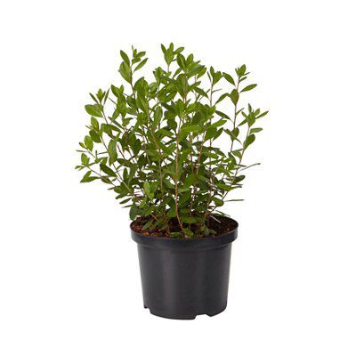 GoodHome Shrub