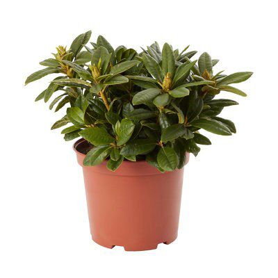GoodHome Shrub
