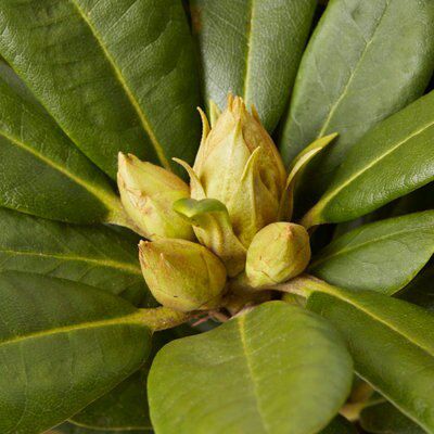 GoodHome Shrub
