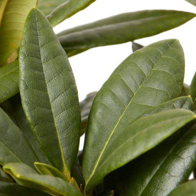 GoodHome Shrub