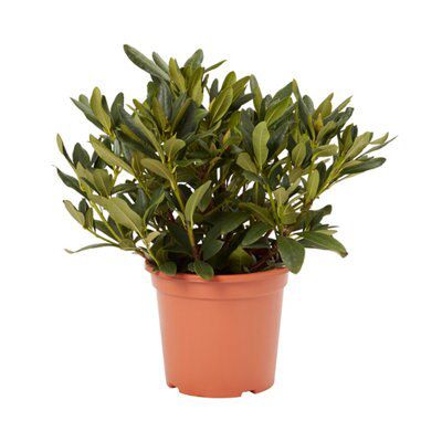 GoodHome Shrub