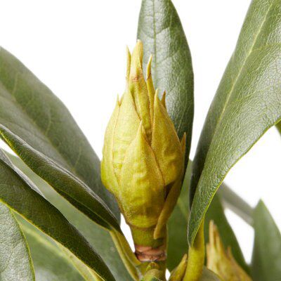 GoodHome Shrub