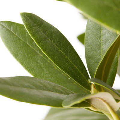 GoodHome Shrub