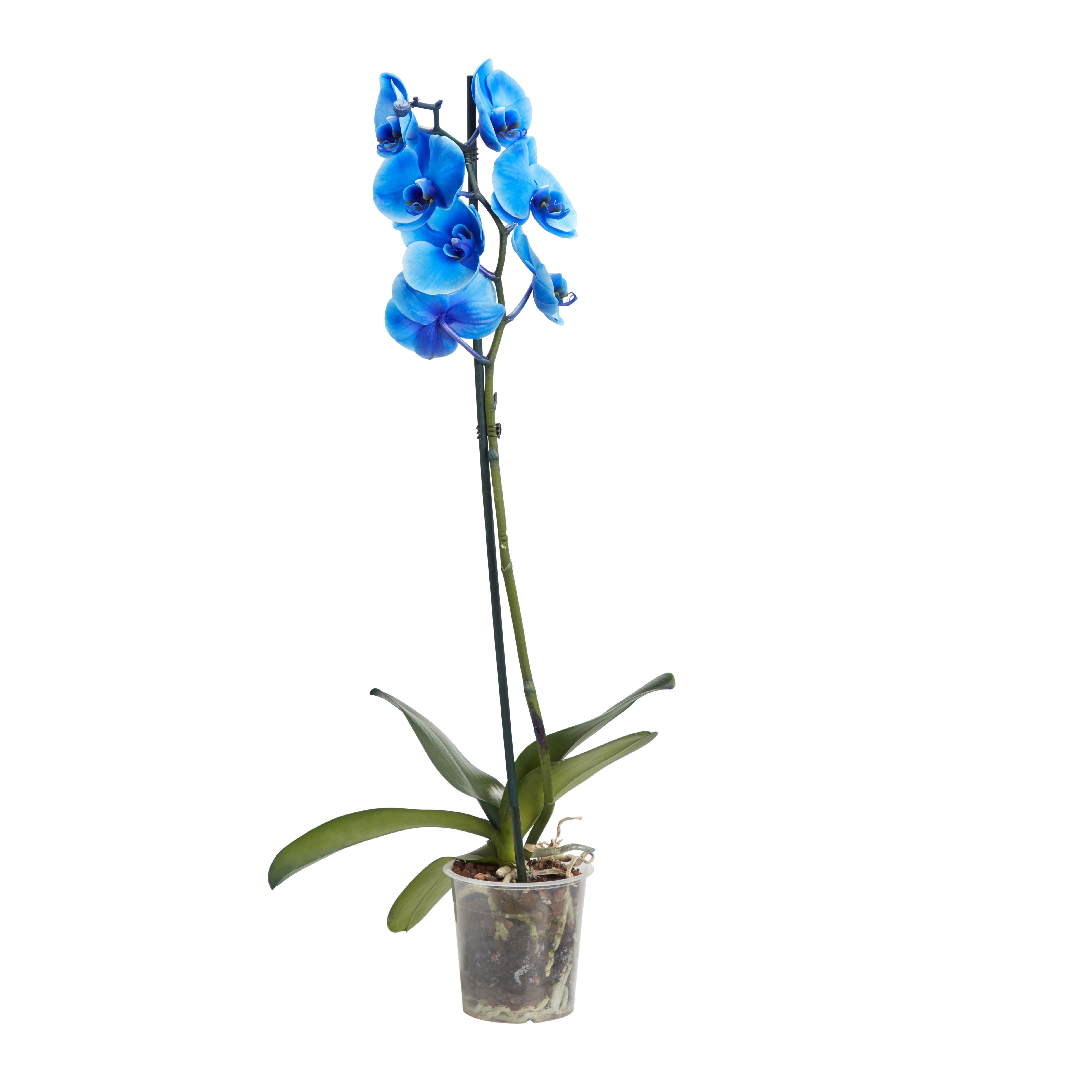 GoodHome Single Stem Blue Dyed Moth Orchid in Plastic Grow pot 12cm