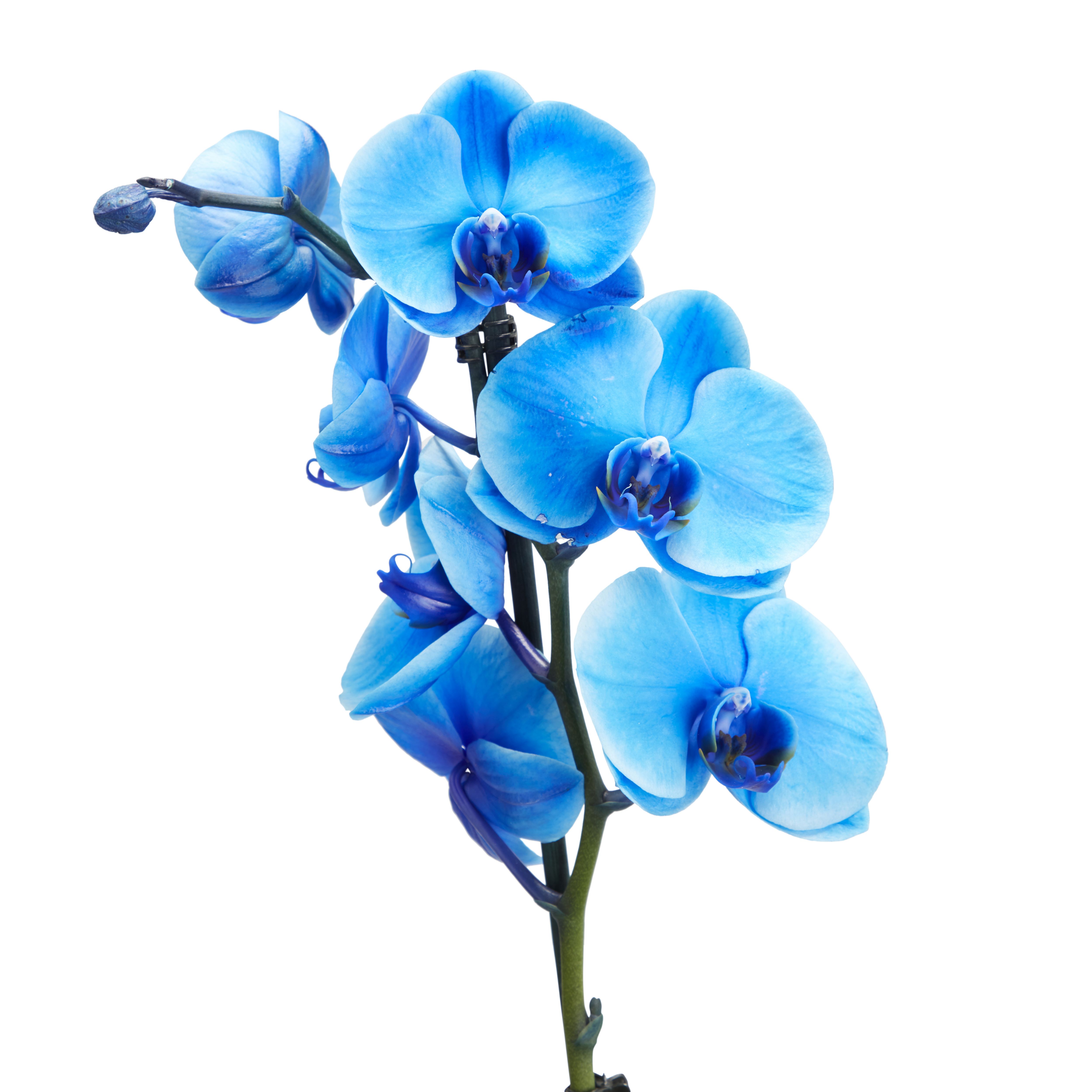 GoodHome Single Stem Blue Dyed Moth Orchid in Plastic Grow pot 12cm