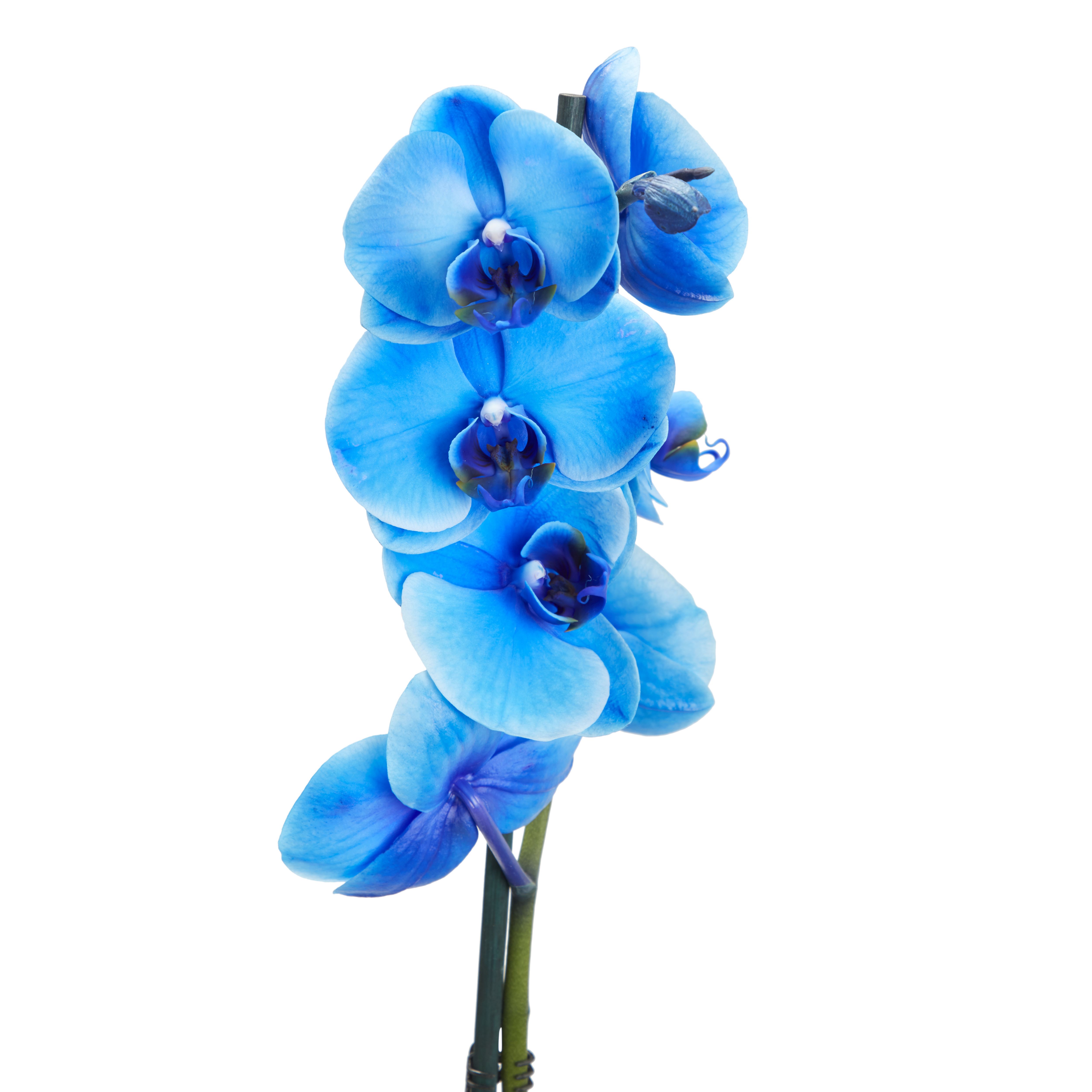 GoodHome Single Stem Blue Dyed Moth Orchid in Plastic Grow pot 12cm