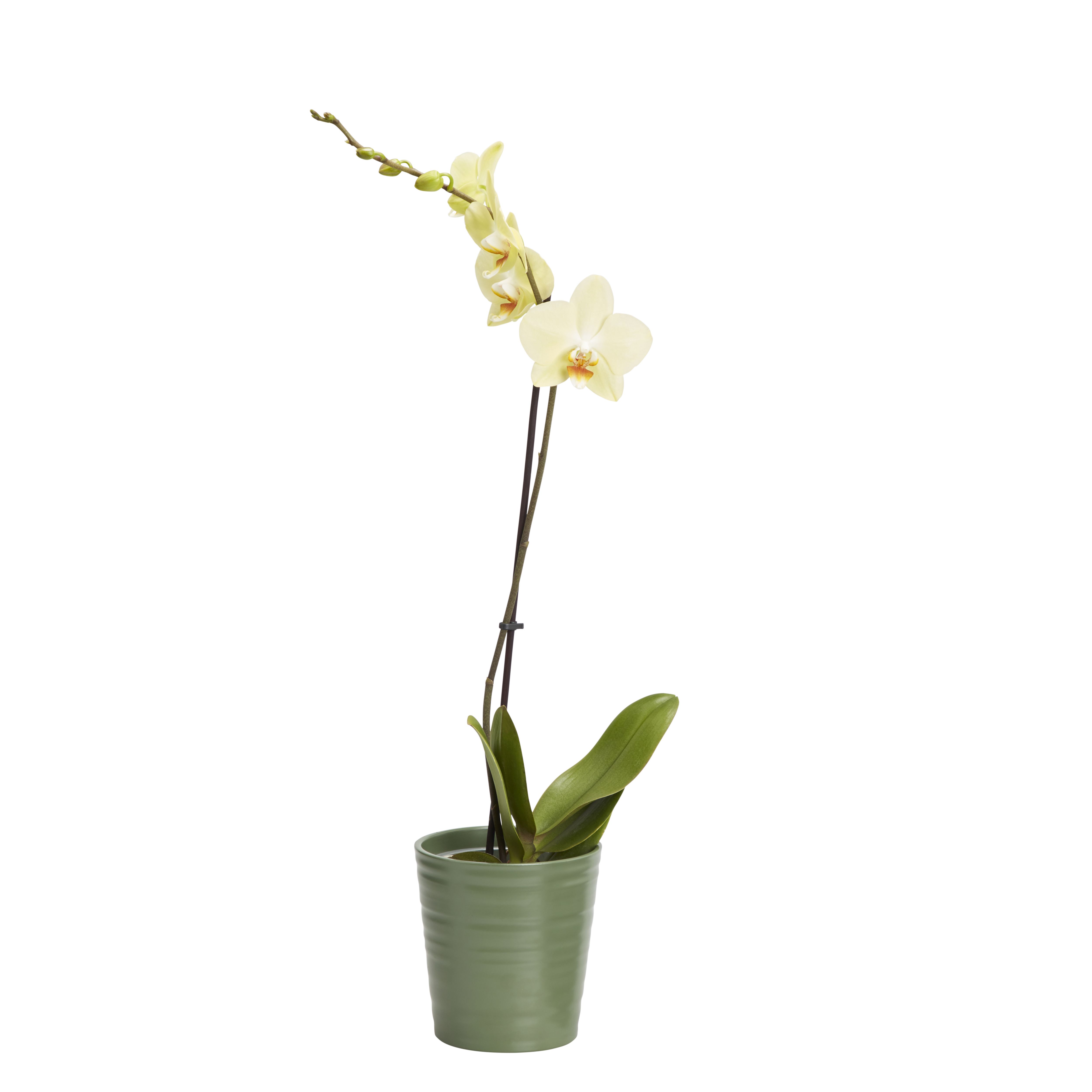 GoodHome Single Stem Moth orchid in Ceramic Decorative pot 12cm