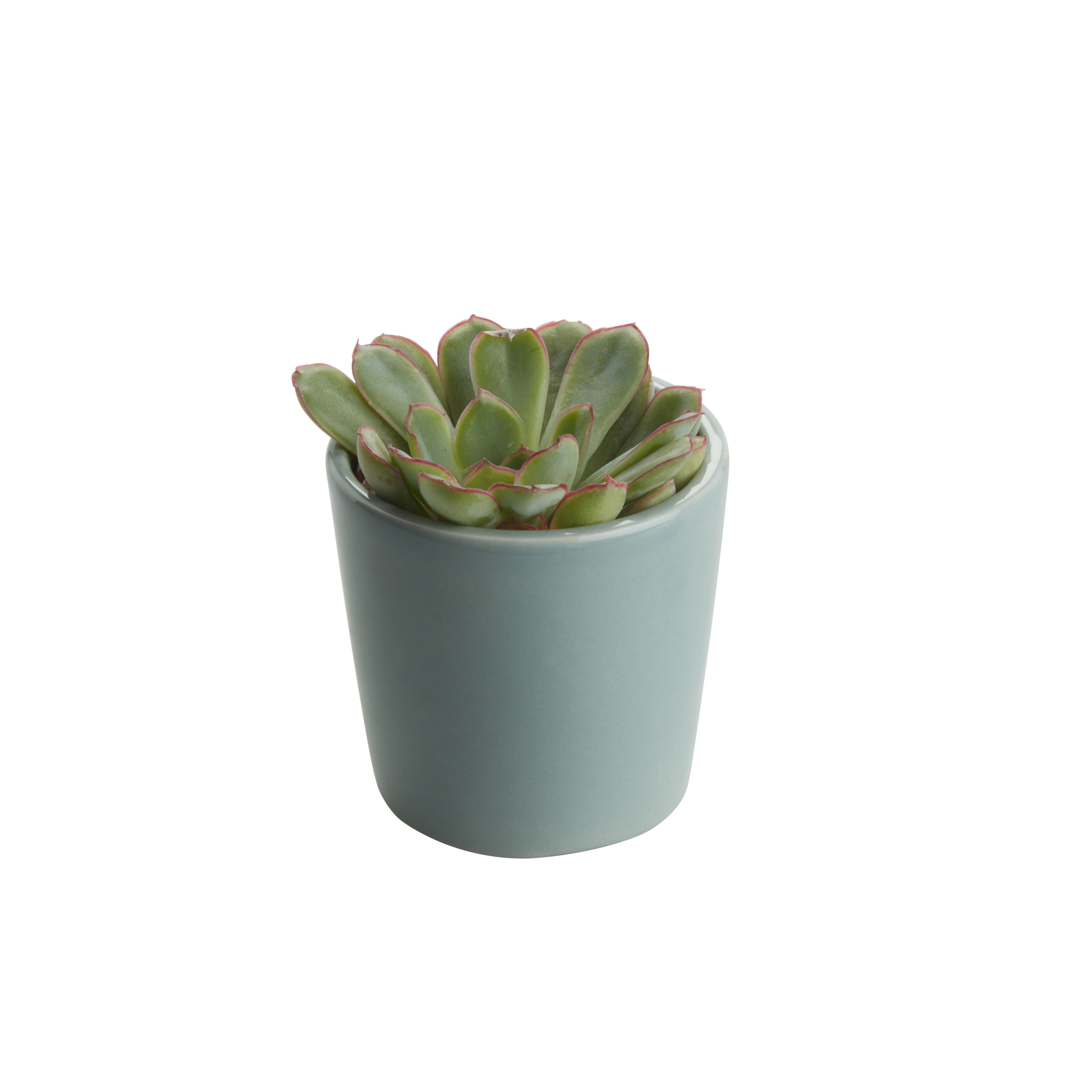 GoodHome Succulent Ceramic Decorative pot 5.5cm