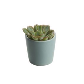 GoodHome Succulent Ceramic Decorative pot 5.5cm