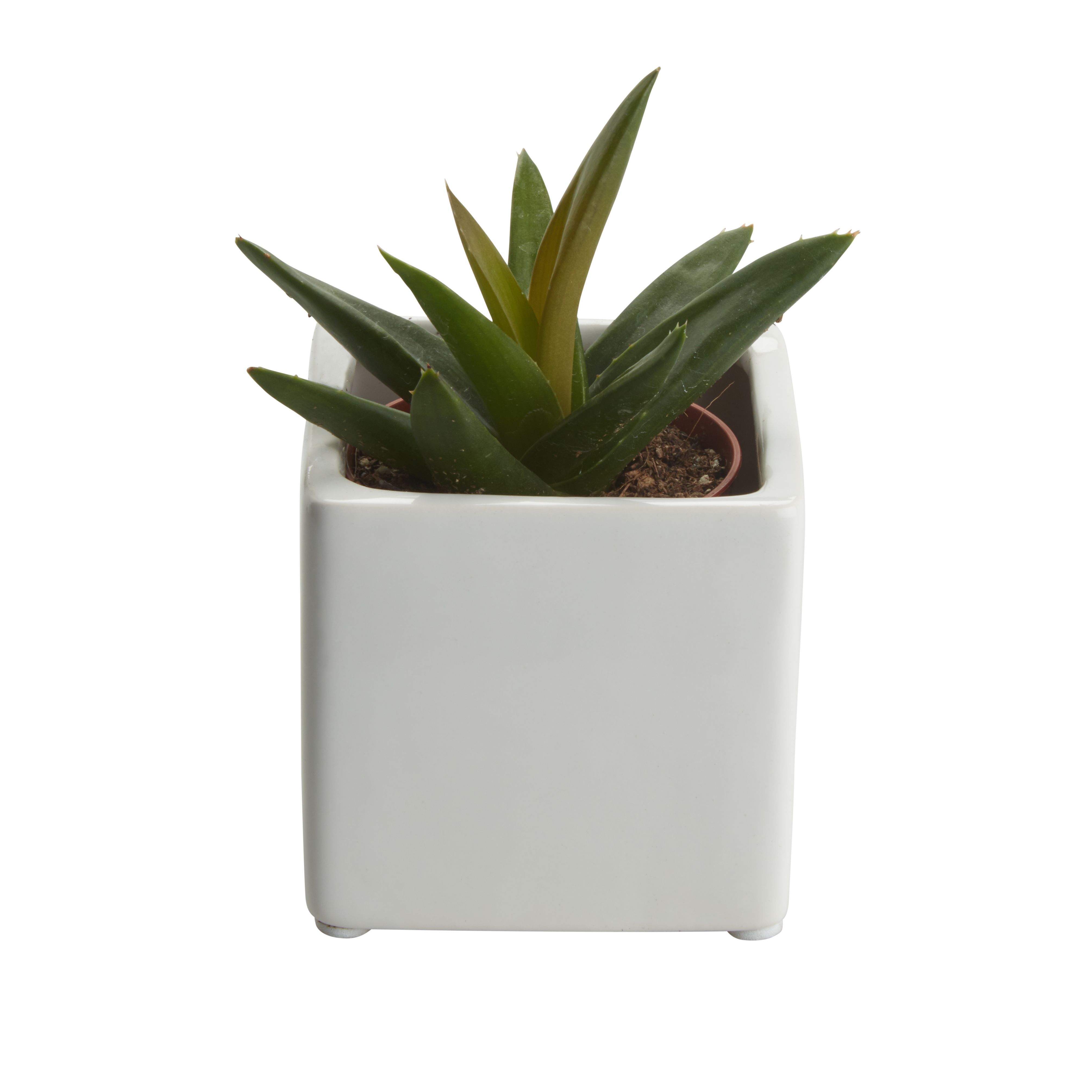 GoodHome Succulent Ceramic Decorative pot 5.5cm