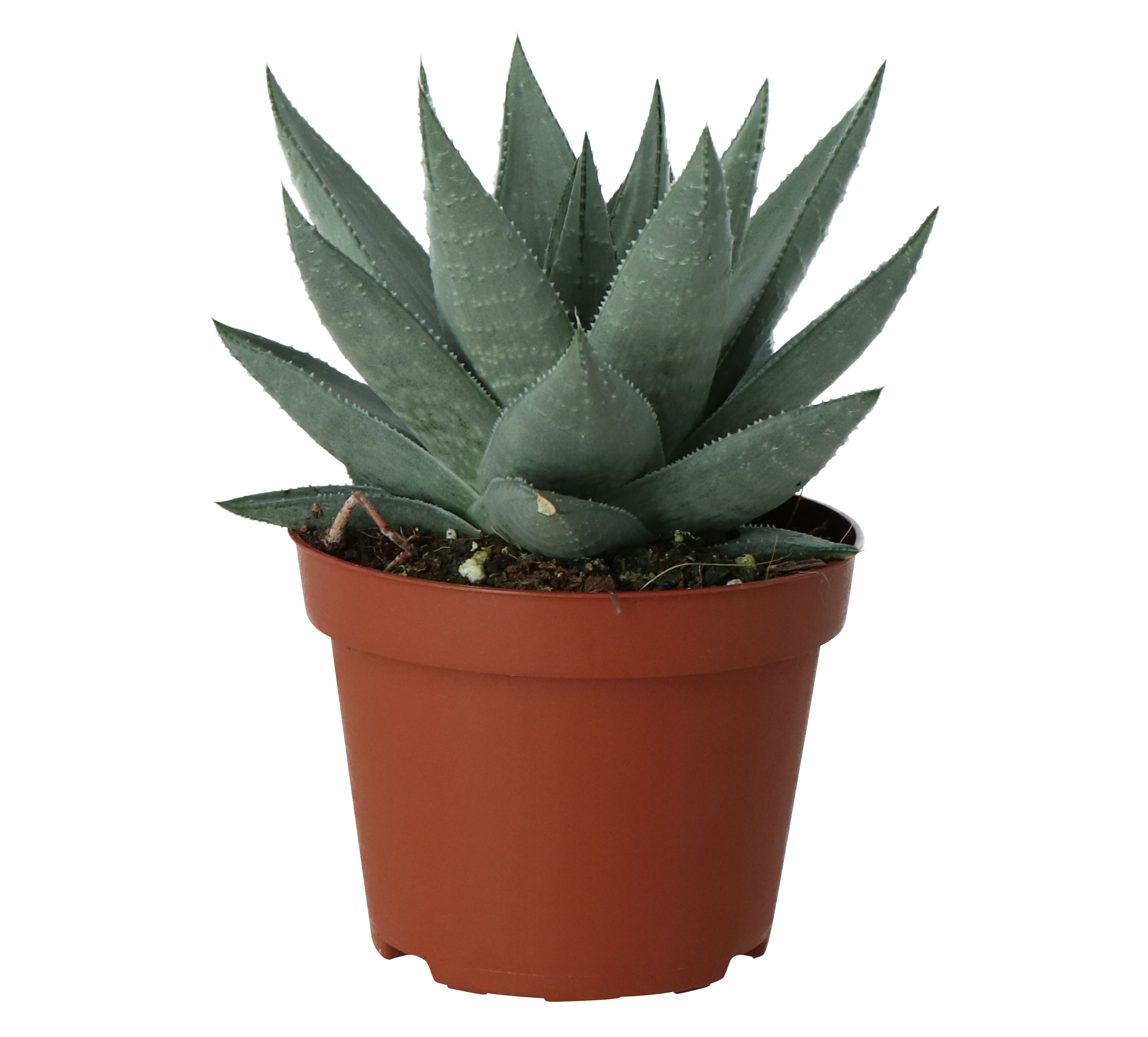 GoodHome Succulent Plastic Grow pot 10.5cm