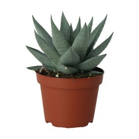 GoodHome Succulent Plastic Grow pot 10.5cm