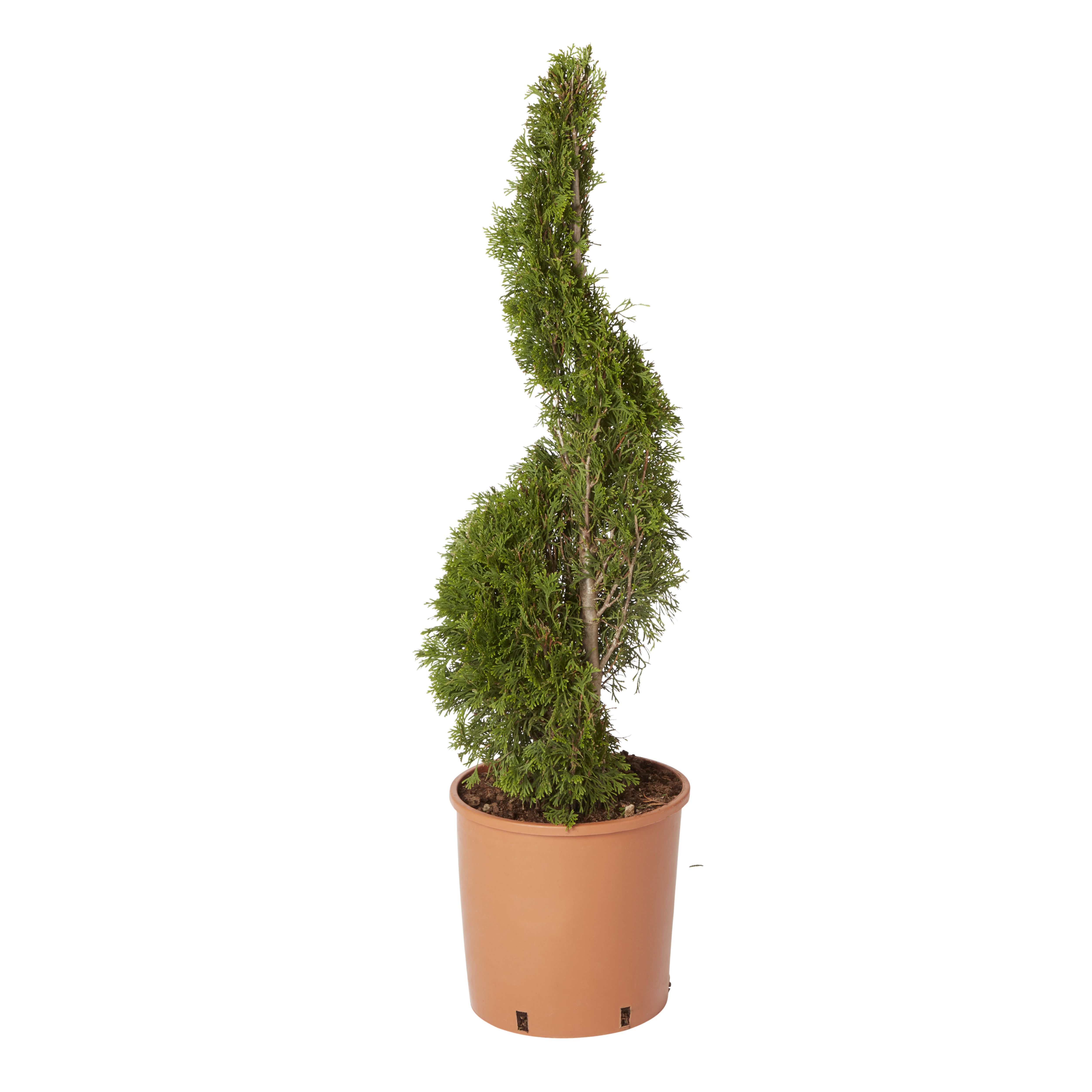 GoodHome Sunny smaragd Conifer