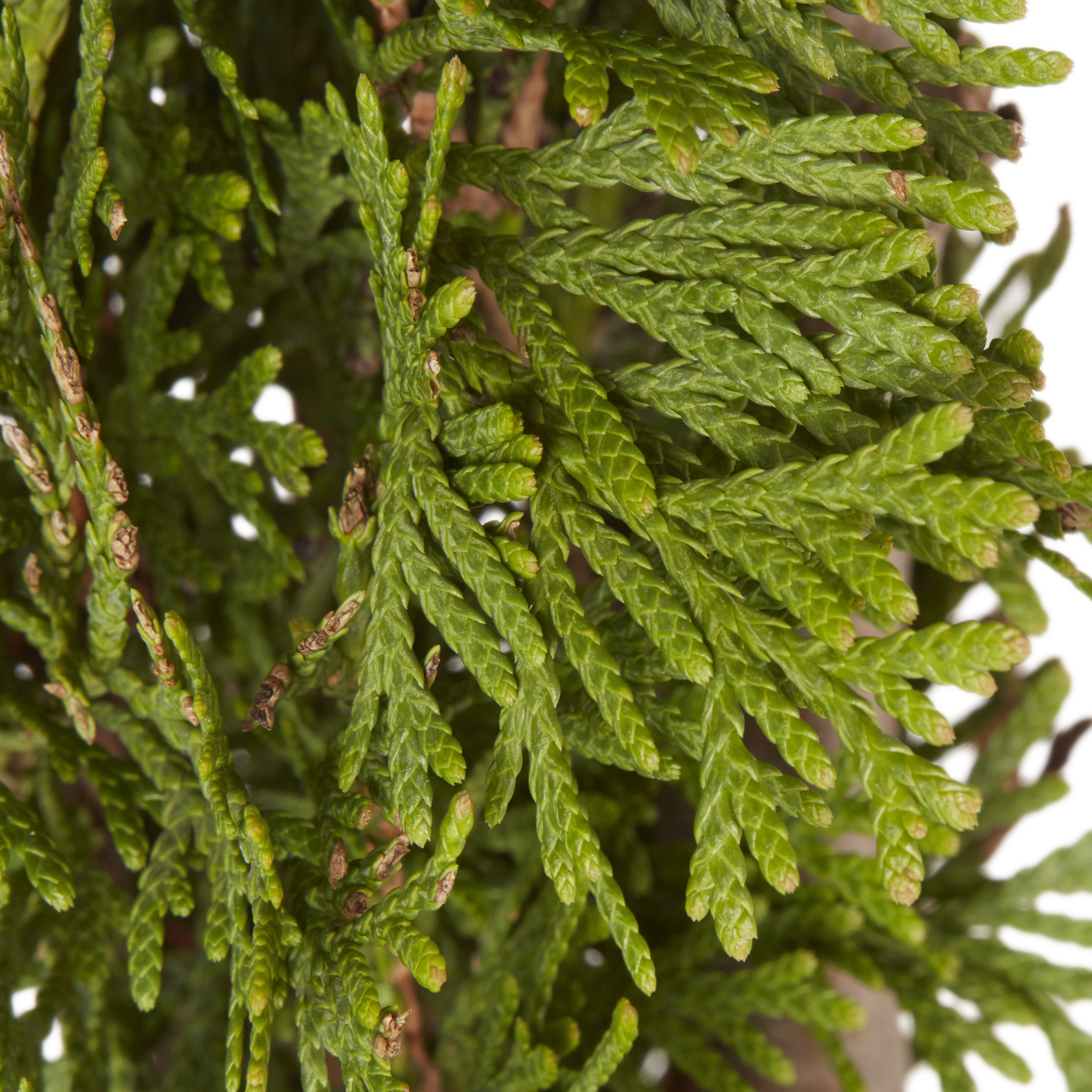 GoodHome Sunny smaragd Conifer