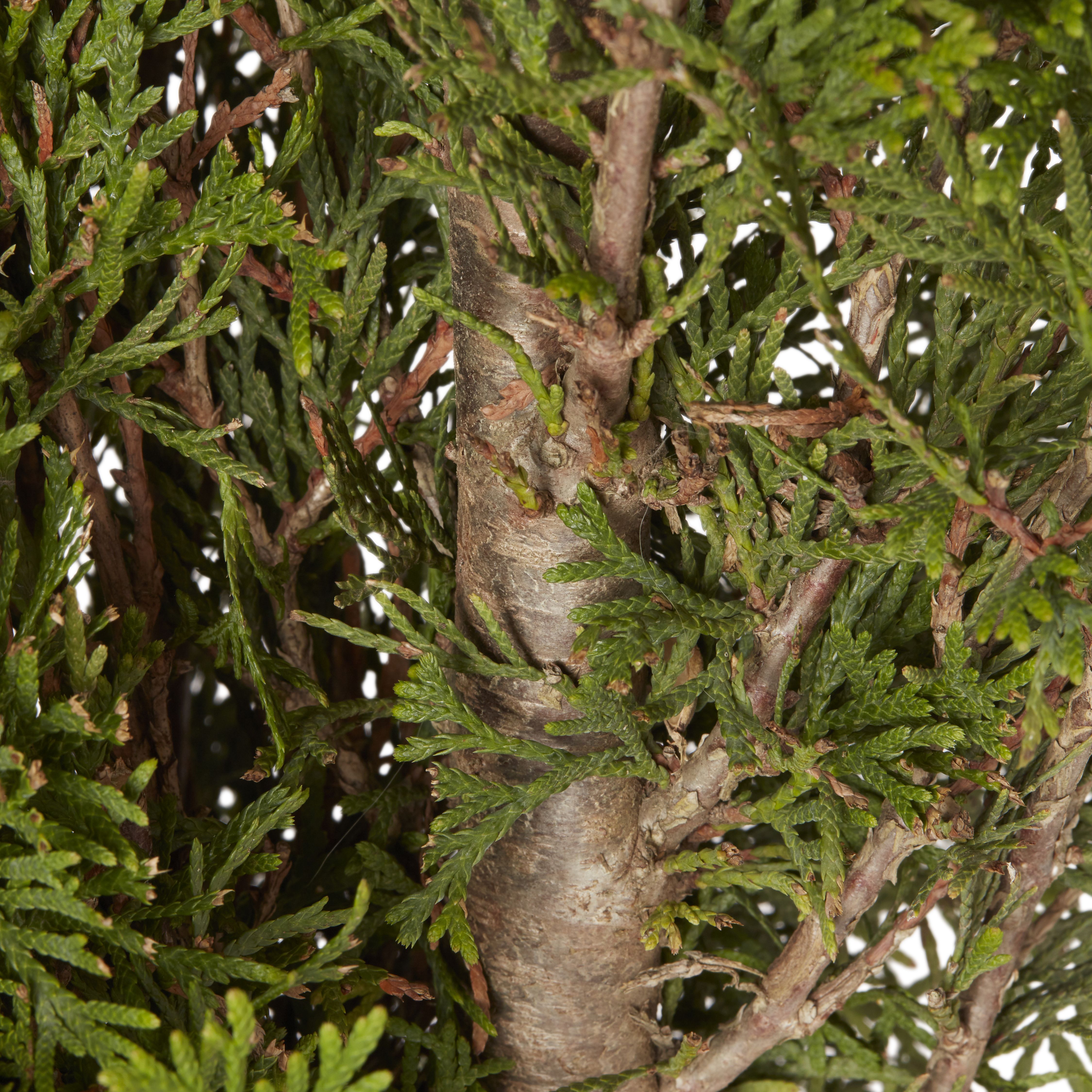 GoodHome Sunny smaragd Conifer