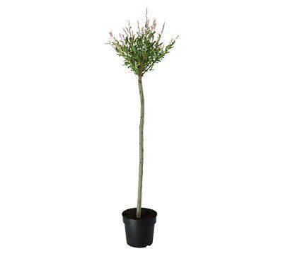 GoodHome Tree Hakuro-nishiki
