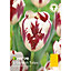 Grand perfection Tulip Flower bulb, Pack