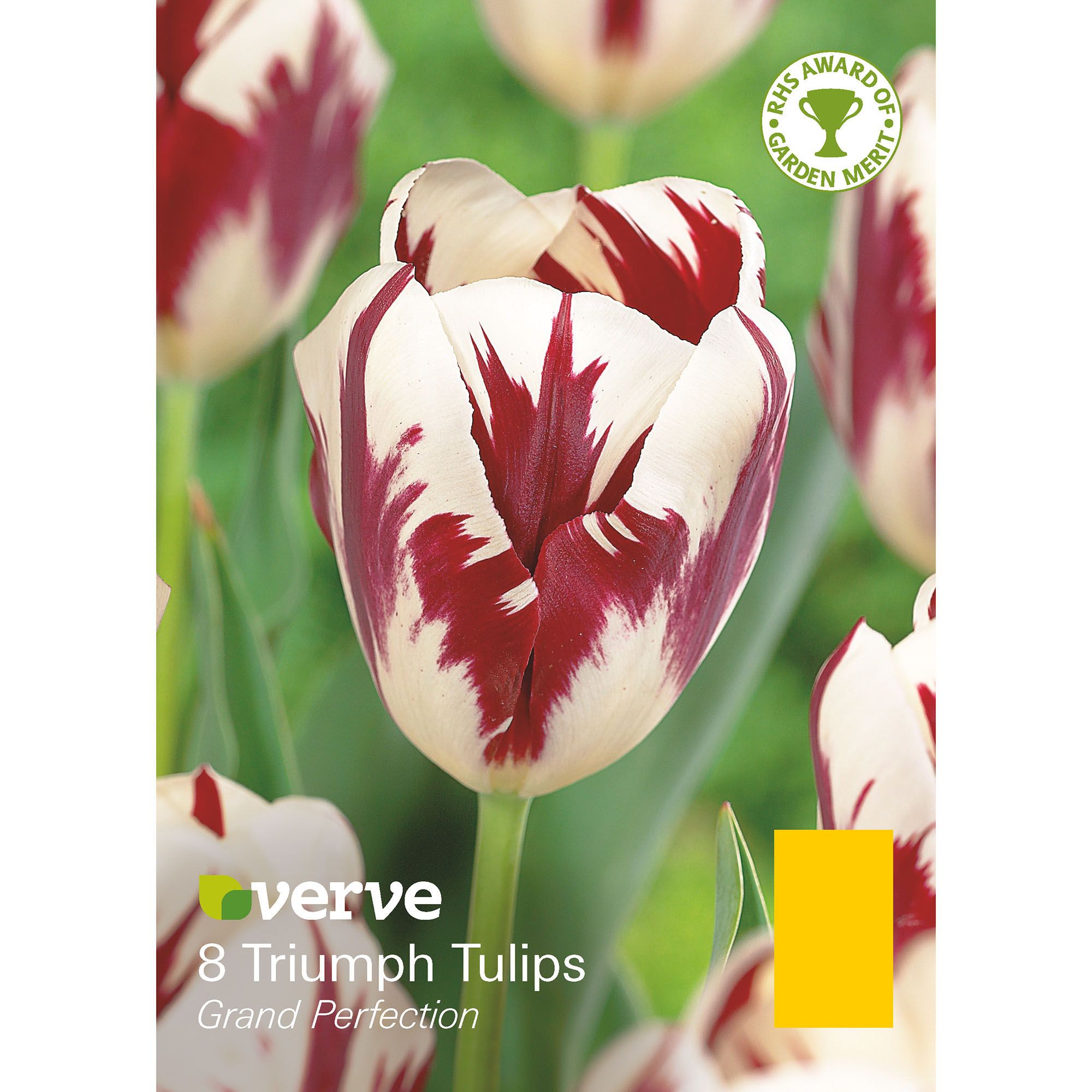 Grand perfection Tulip Flower bulb, Pack | DIY at B&Q