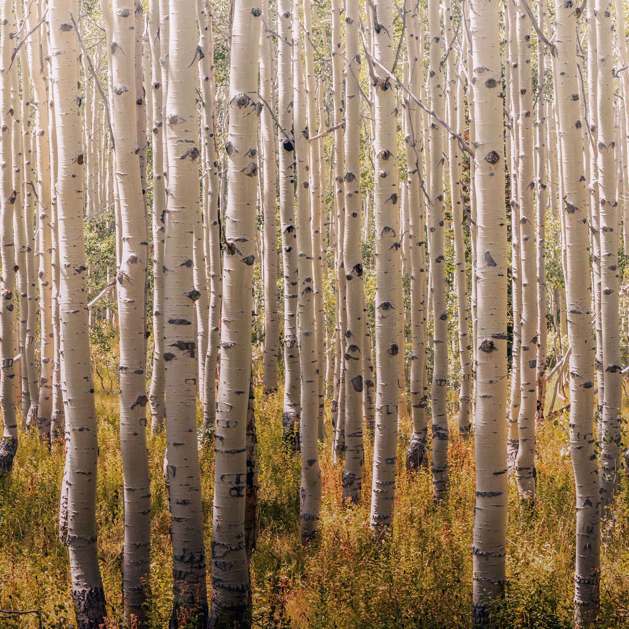 Grandeco Multicolour Birch tree Matt Mural