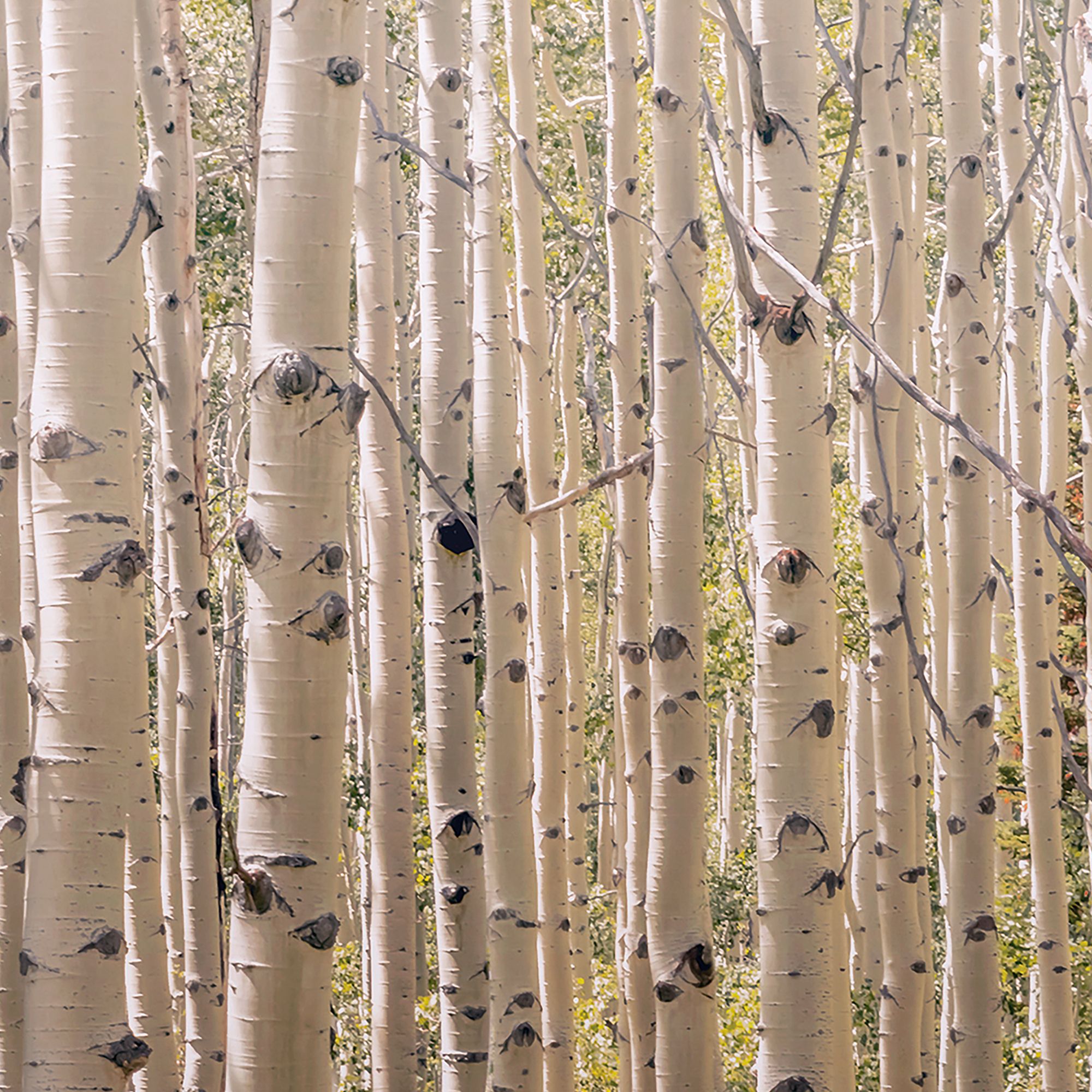 Grandeco Multicolour Birch tree Matt Mural