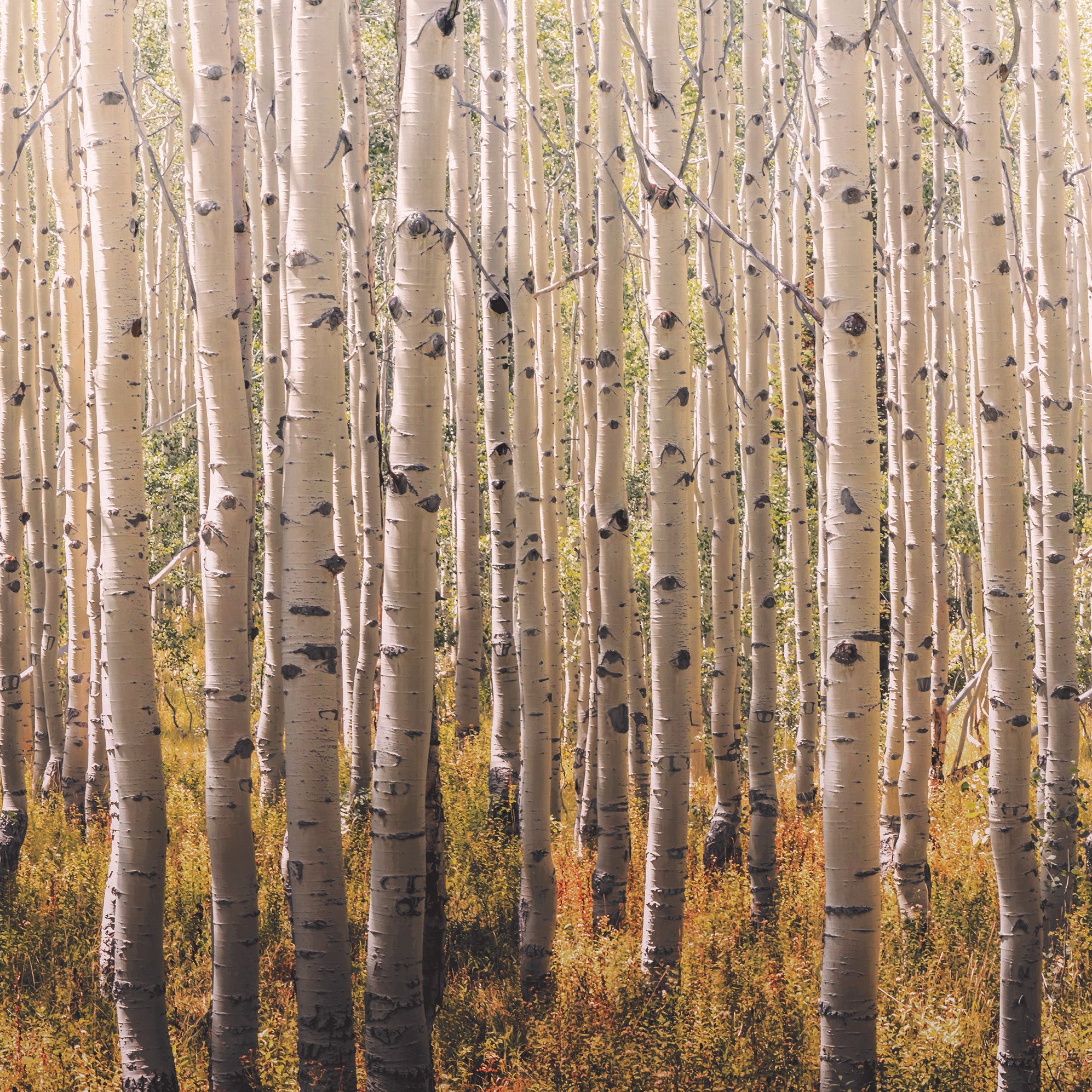 Grandeco Multicolour Birch tree Matt Mural