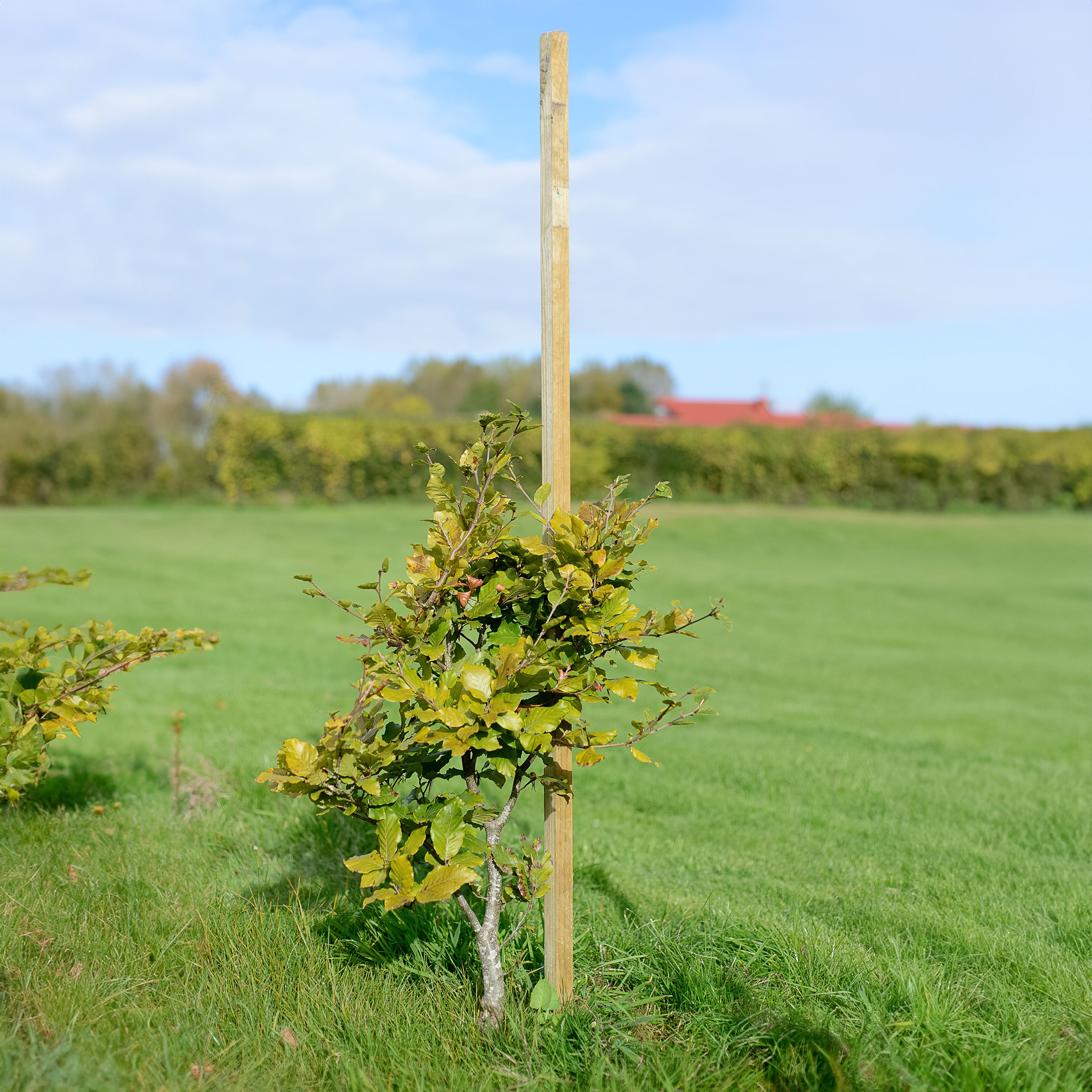 Grange Fencing Pine Garden stake (L)1.8m (W)31mm
