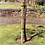 Grange Timber Tree pole (L)1.5m (W)40mm