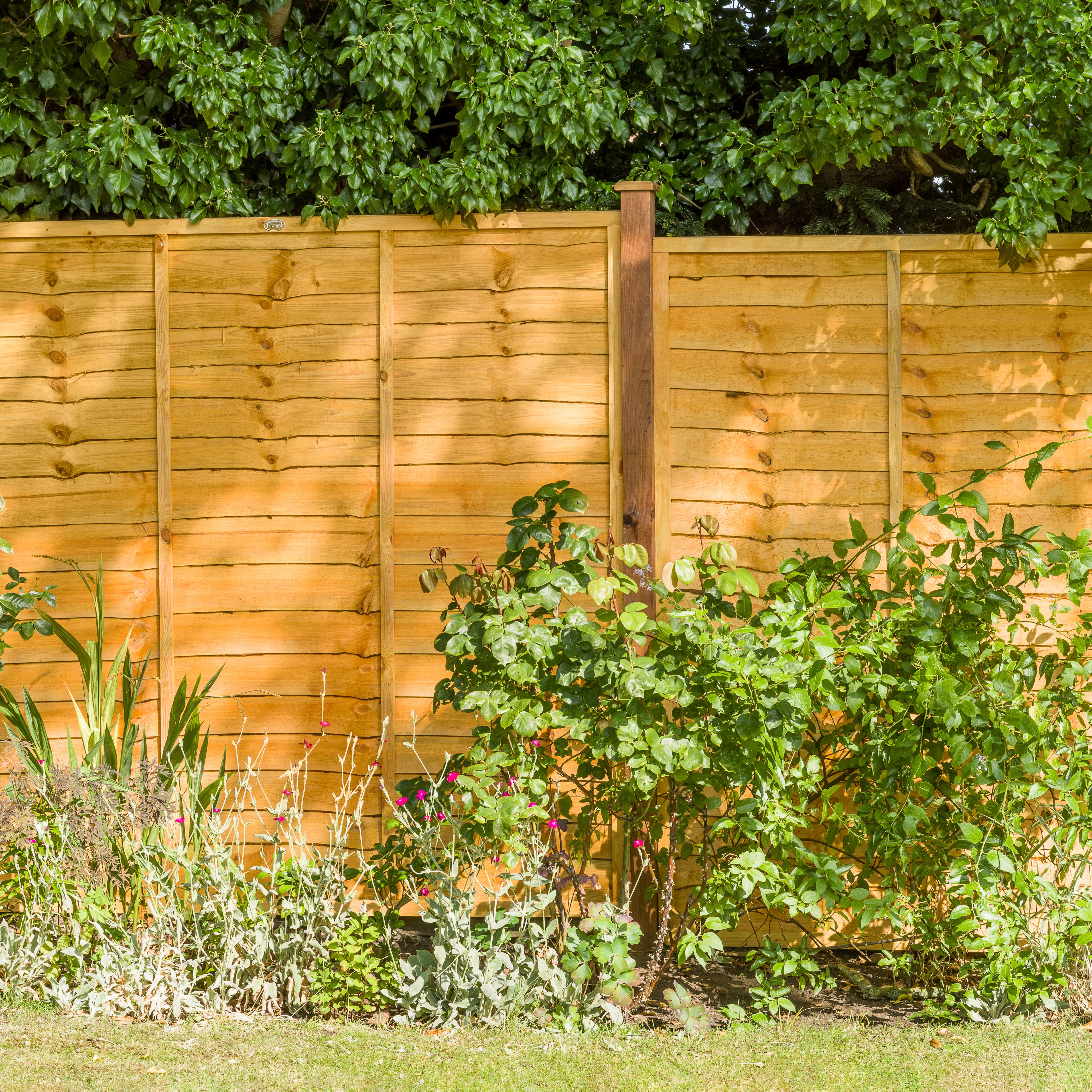 Grange Traditional Lap Pressure treated 5ft Golden brown Wooden Fence panel (W)1.83m (H)1.5m