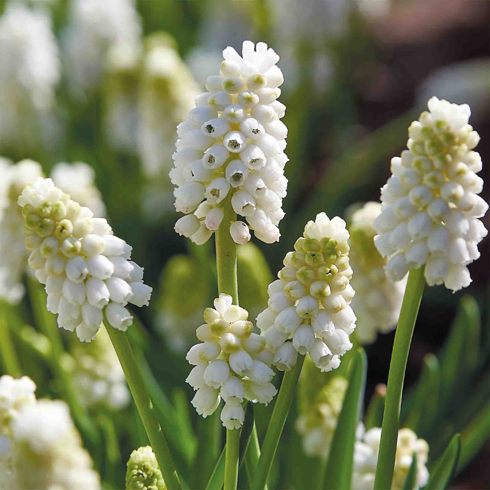 Grape Hyacinth White Magic 15 Flower bulbs