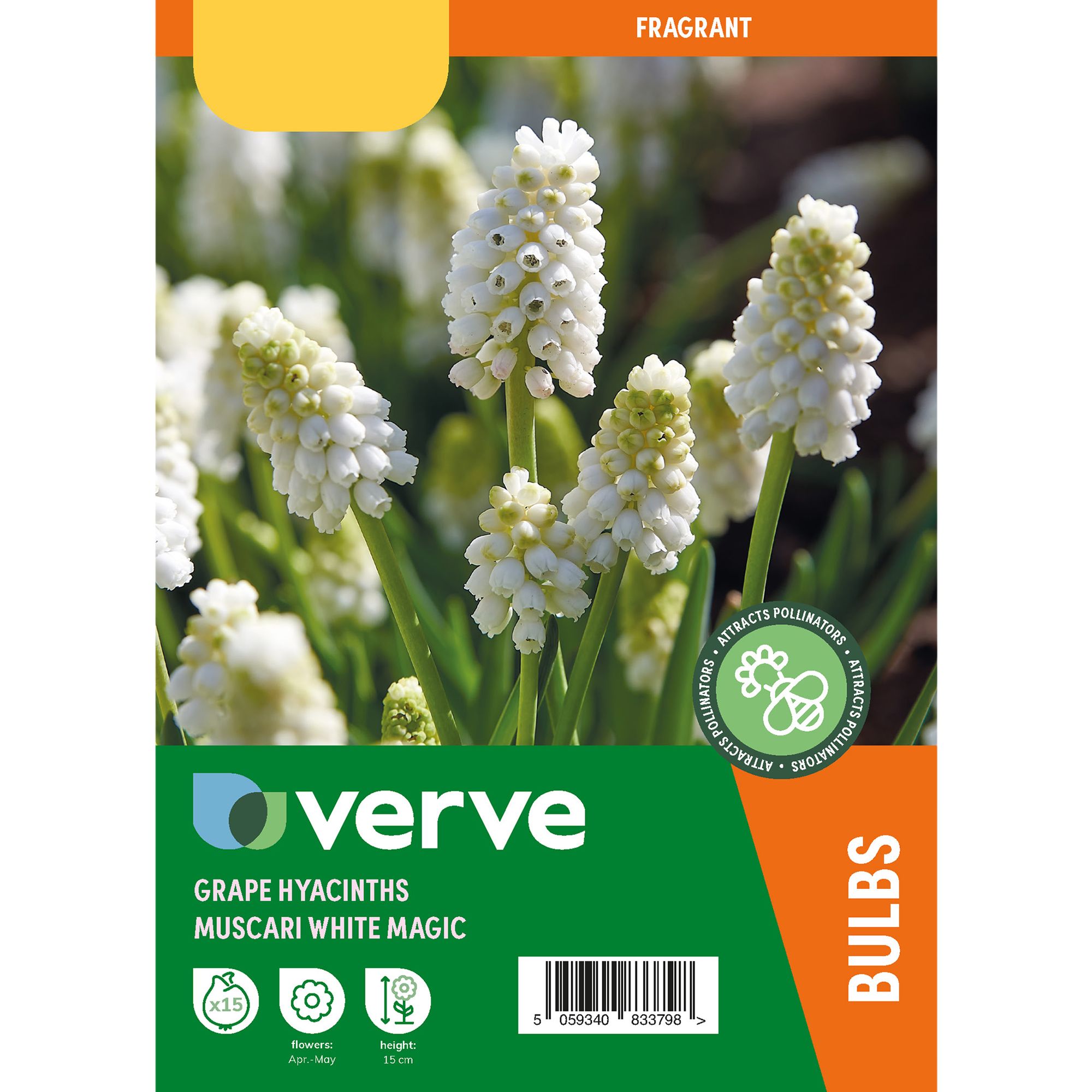 Grape Hyacinth White Magic 15 Flower bulbs | £3.50 at B&Q