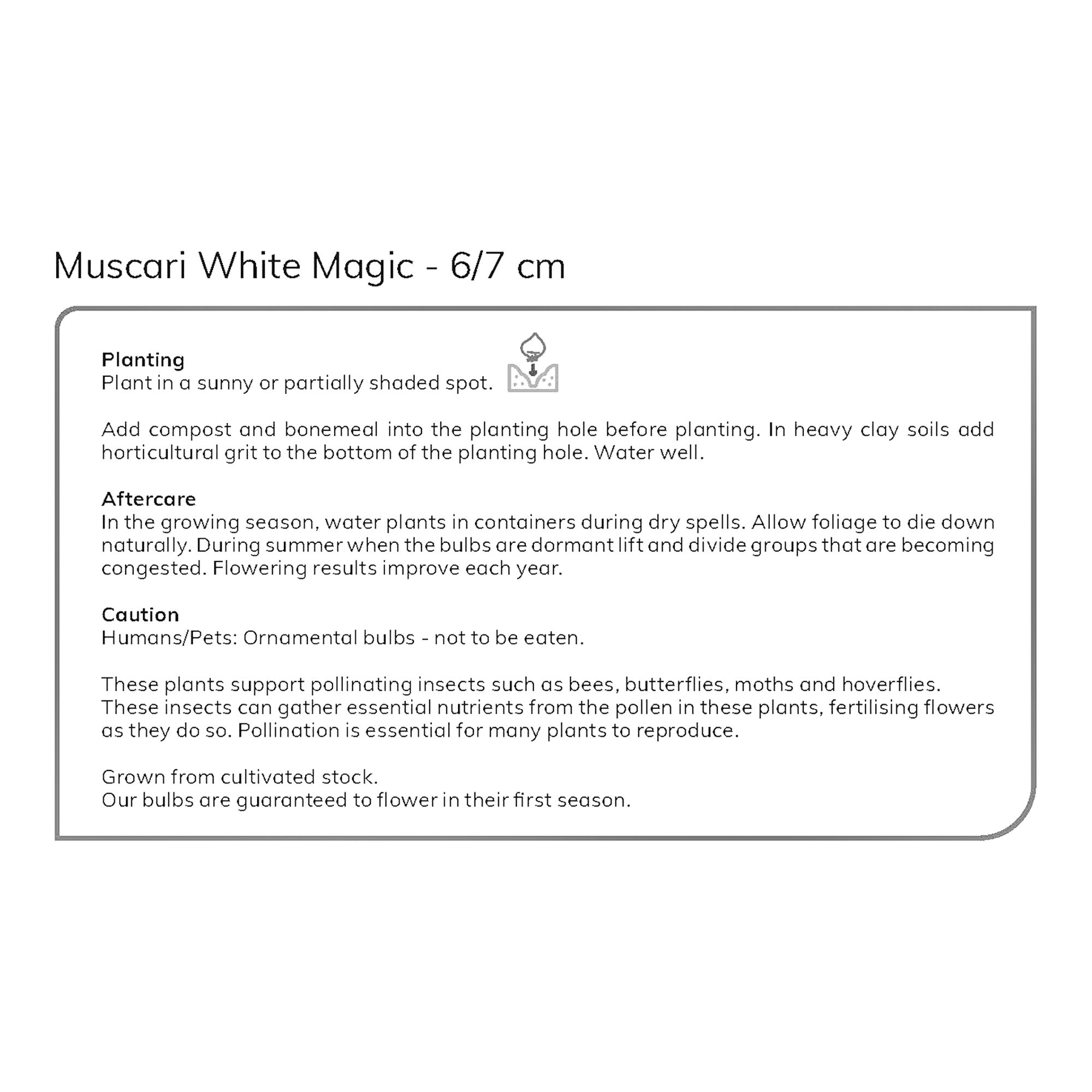 Grape Hyacinth White Magic 15 Flower bulbs - 5