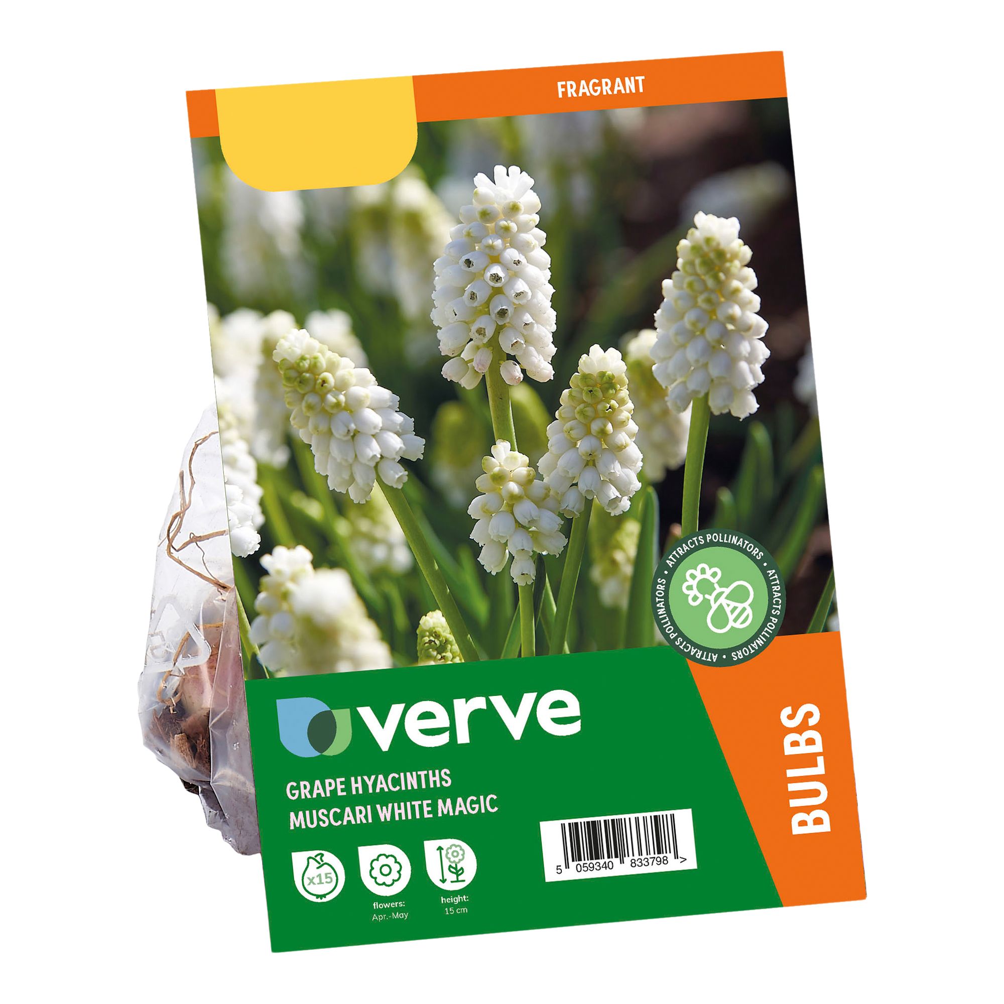 Grape Hyacinth White Magic 15 Flower bulbs - 3