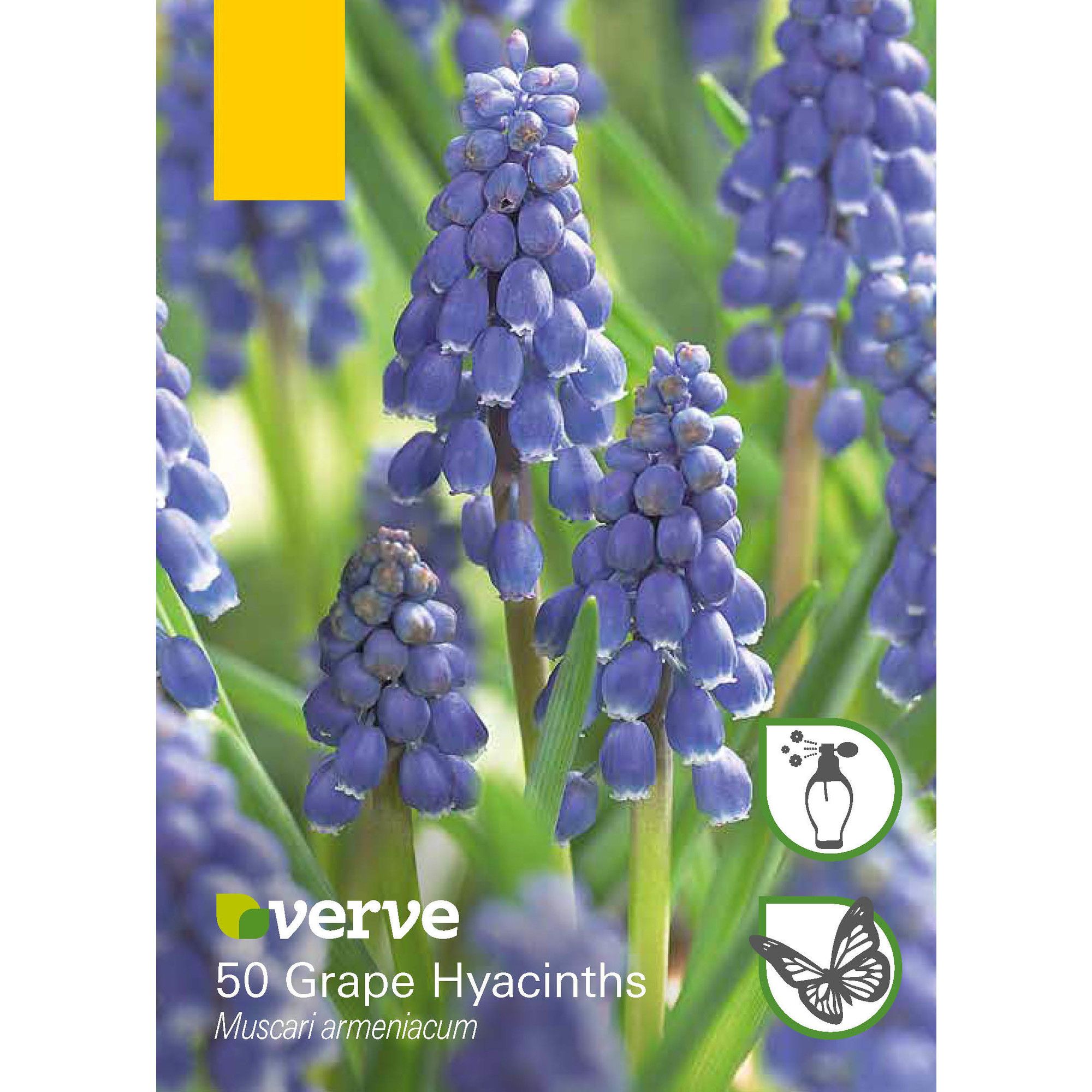 Grape Hyacinths Flower bulb Pack of 50 DIY at B Q