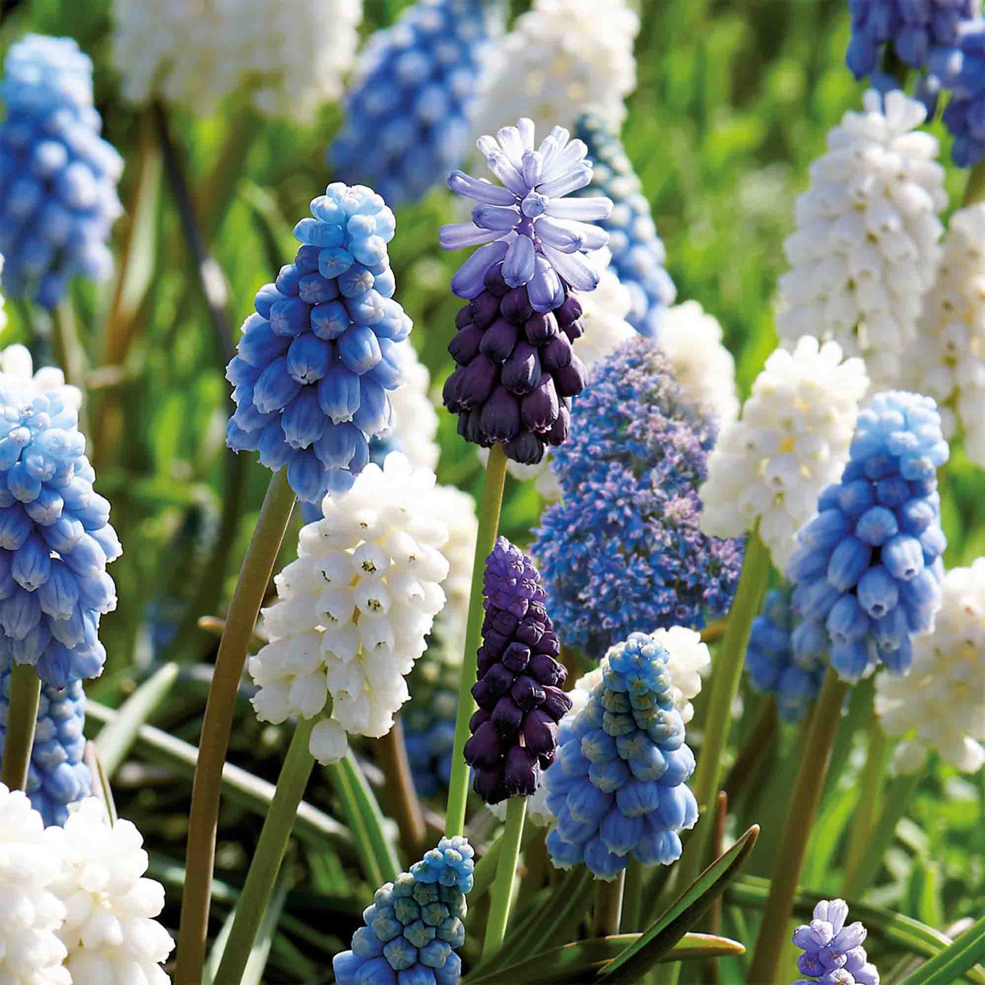 Grape Hyacinths Mixed 50 Flower bulbs