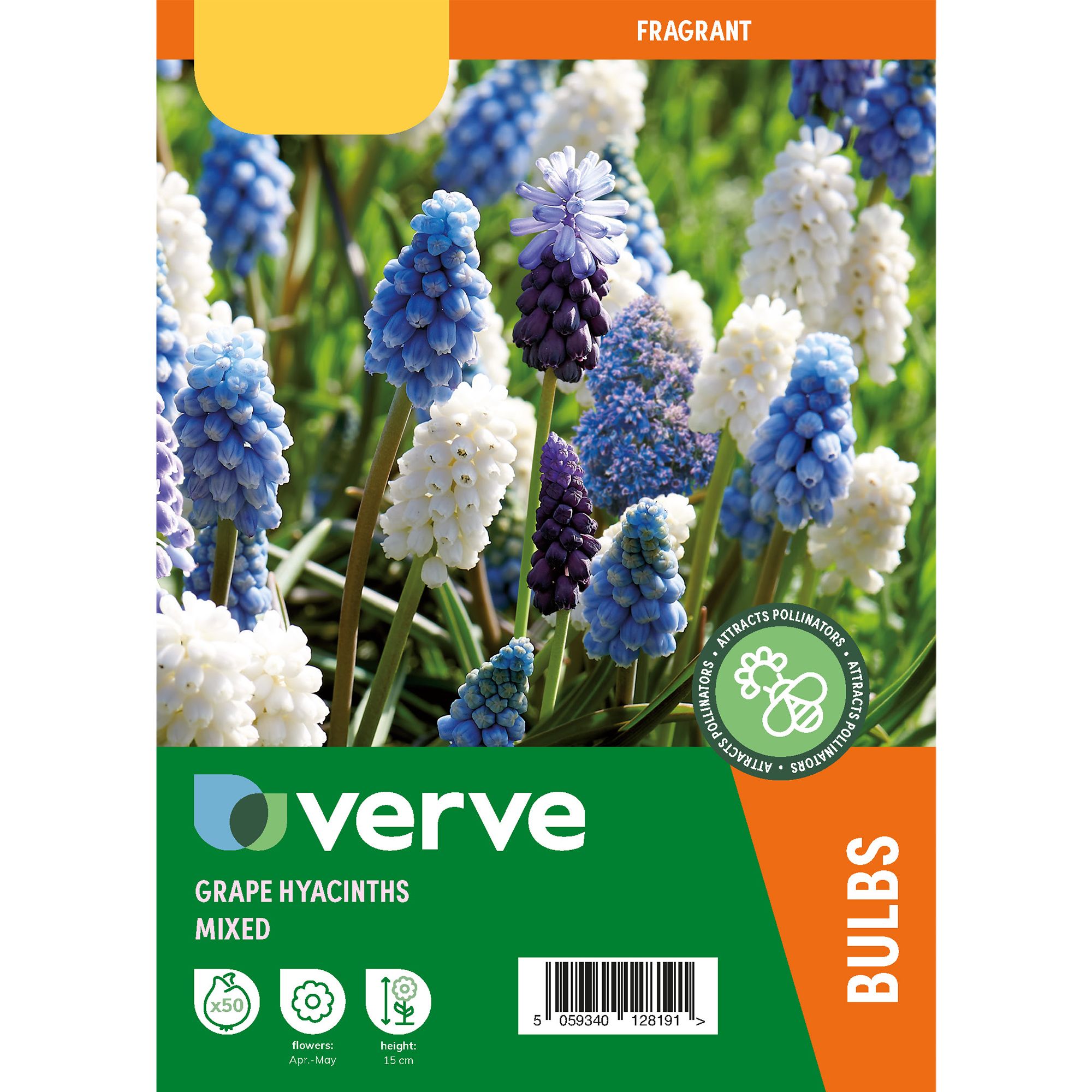 Grape Hyacinths Mixed 50 Flower bulbs - 4