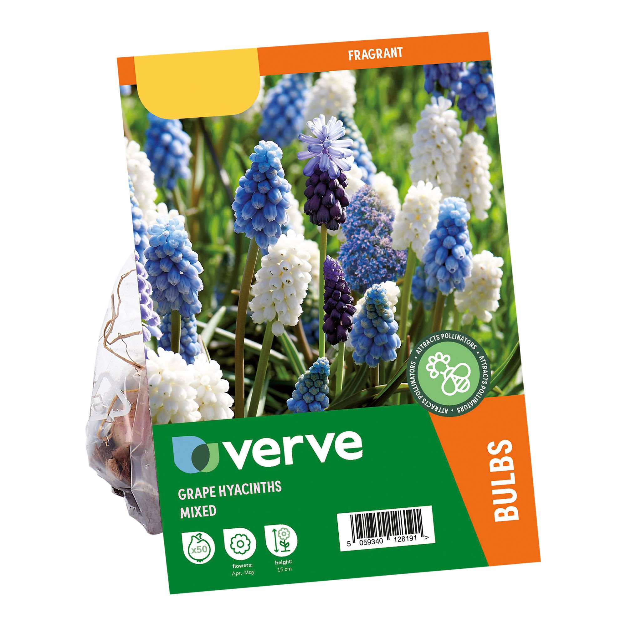Grape Hyacinths Mixed 50 Flower bulbs - 3