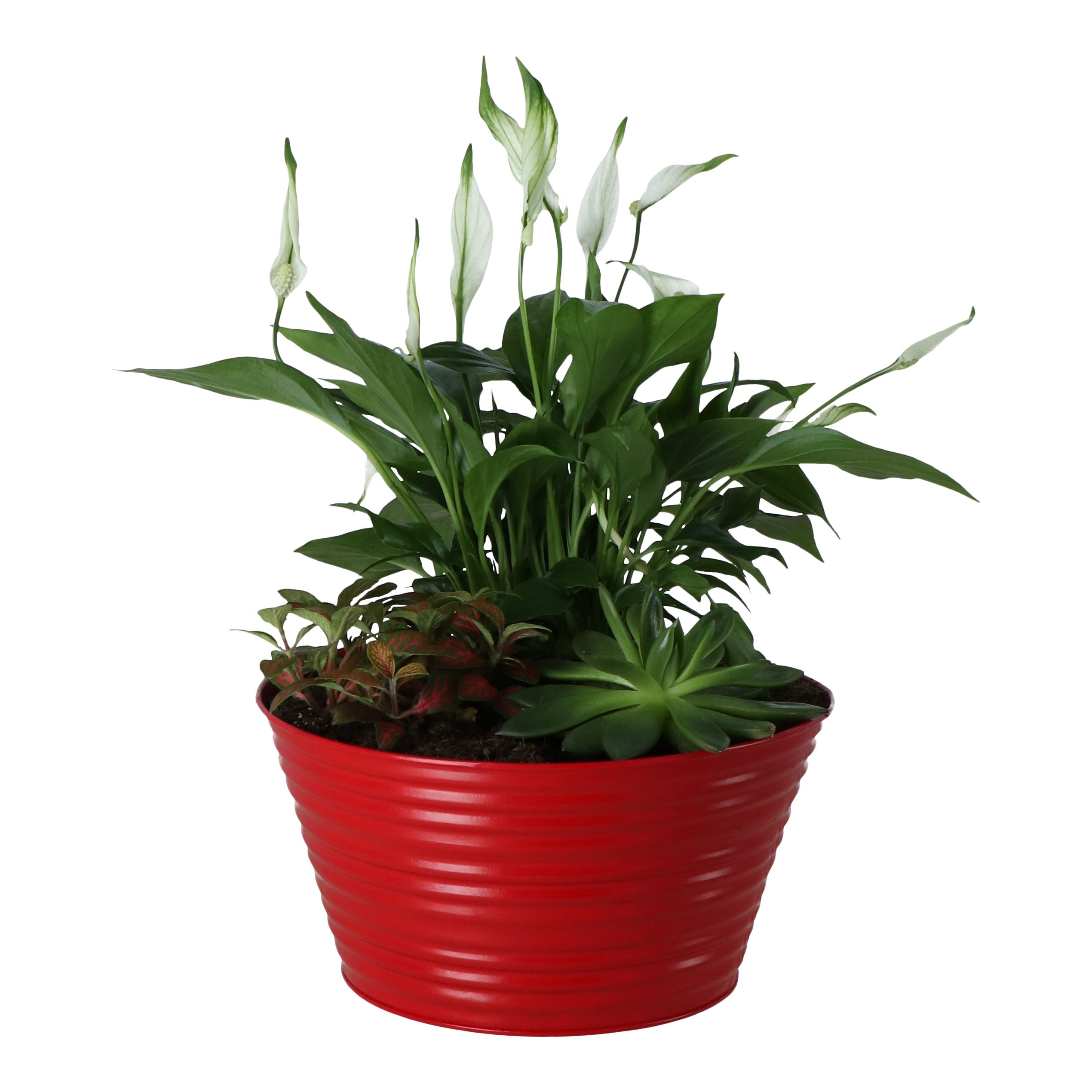 Green Arrangement in 23cm Metal Decorative pot