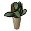 Green Calathea in 12cm Terracotta Plastic Grow pot