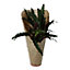 Green Calathea in 12cm Terracotta Plastic Grow pot