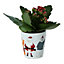 Green Kalanchoe in 6cm Terracotta Christmas characters Ceramic Decorative pot