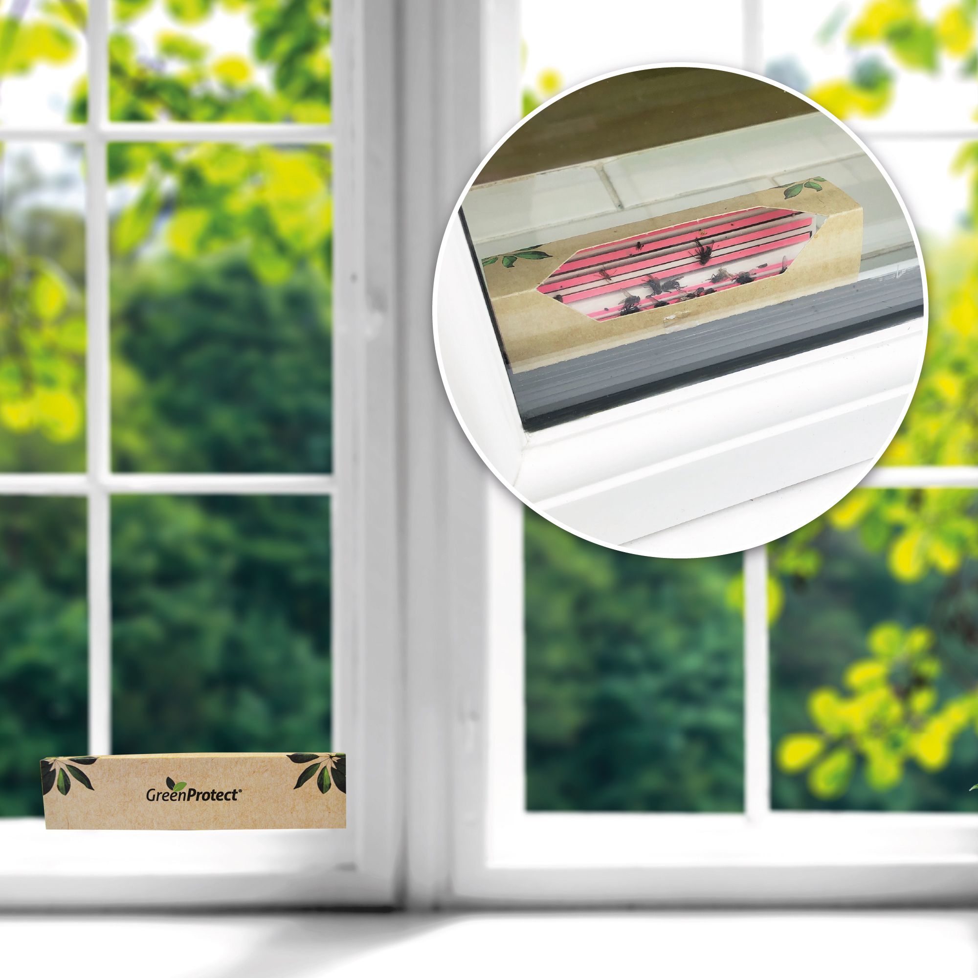 Green Protect Discreet Fly Trap, Pack of 3