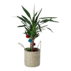 Green Yucca in 17cm Terracotta Seagrass Decorative pot
