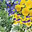 Hanging basket collection Blue & yellow Autumn Bedding plant 10.5cm, Pack of 6