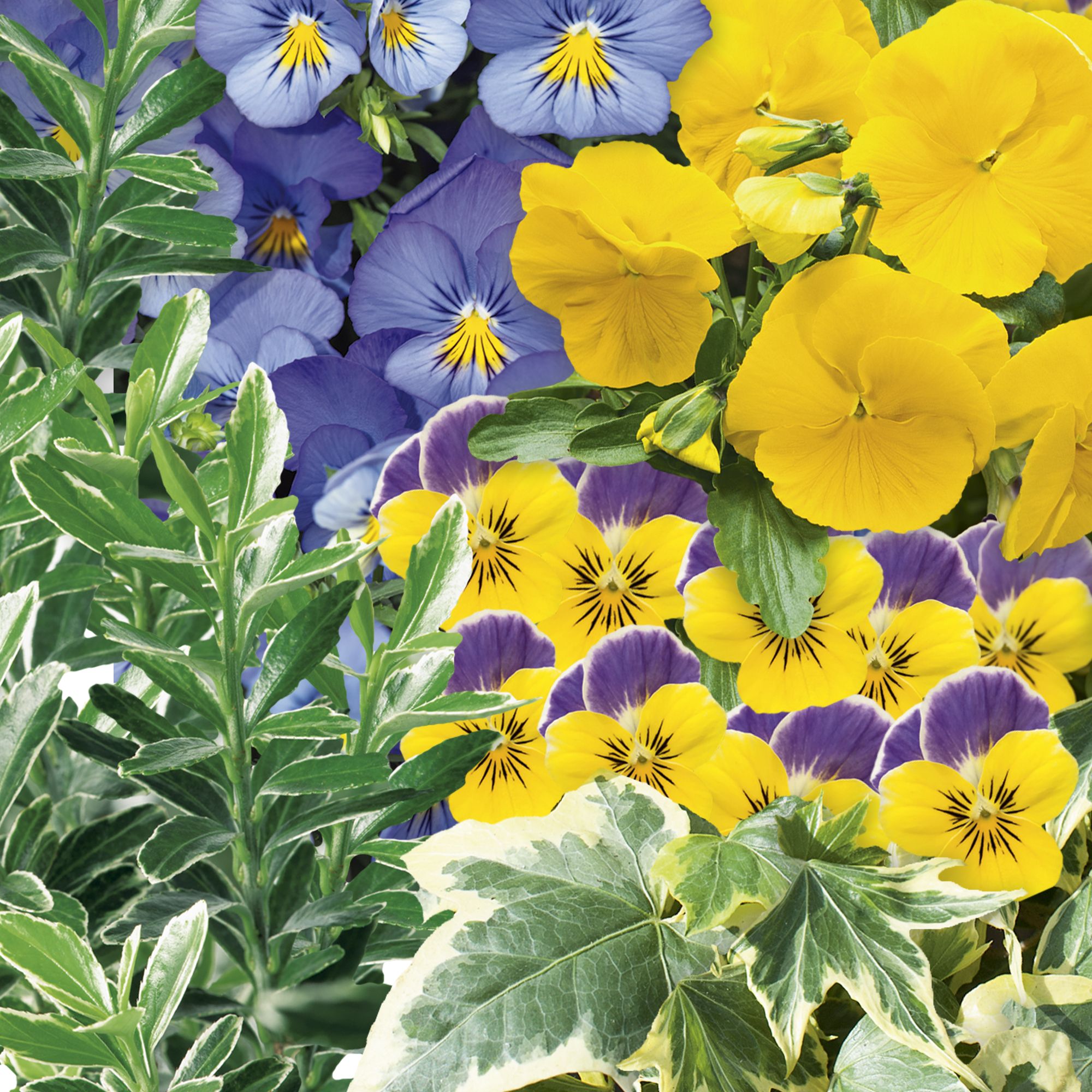 Hanging basket collection Blue & yellow Autumn Bedding plant 10.5cm, Pack of 6