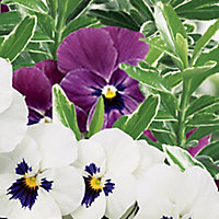 Hanging basket collection Purple Autumn Bedding plant 10.5cm, Pack of 6