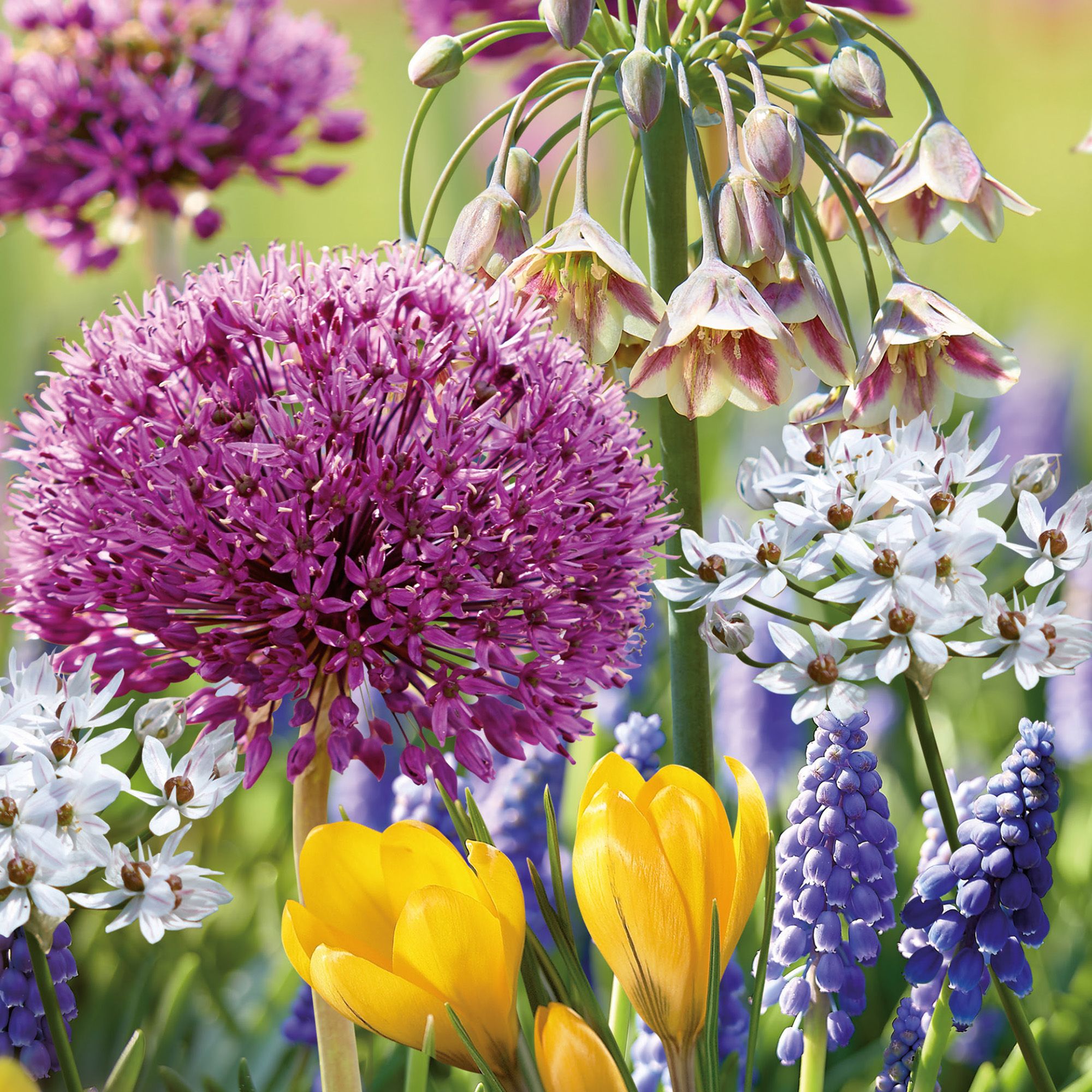 Happy pollinators collection 50 Flower bulbs