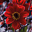 Happy Single Dahlia Romeo Red Flower bulb Pack of 2
