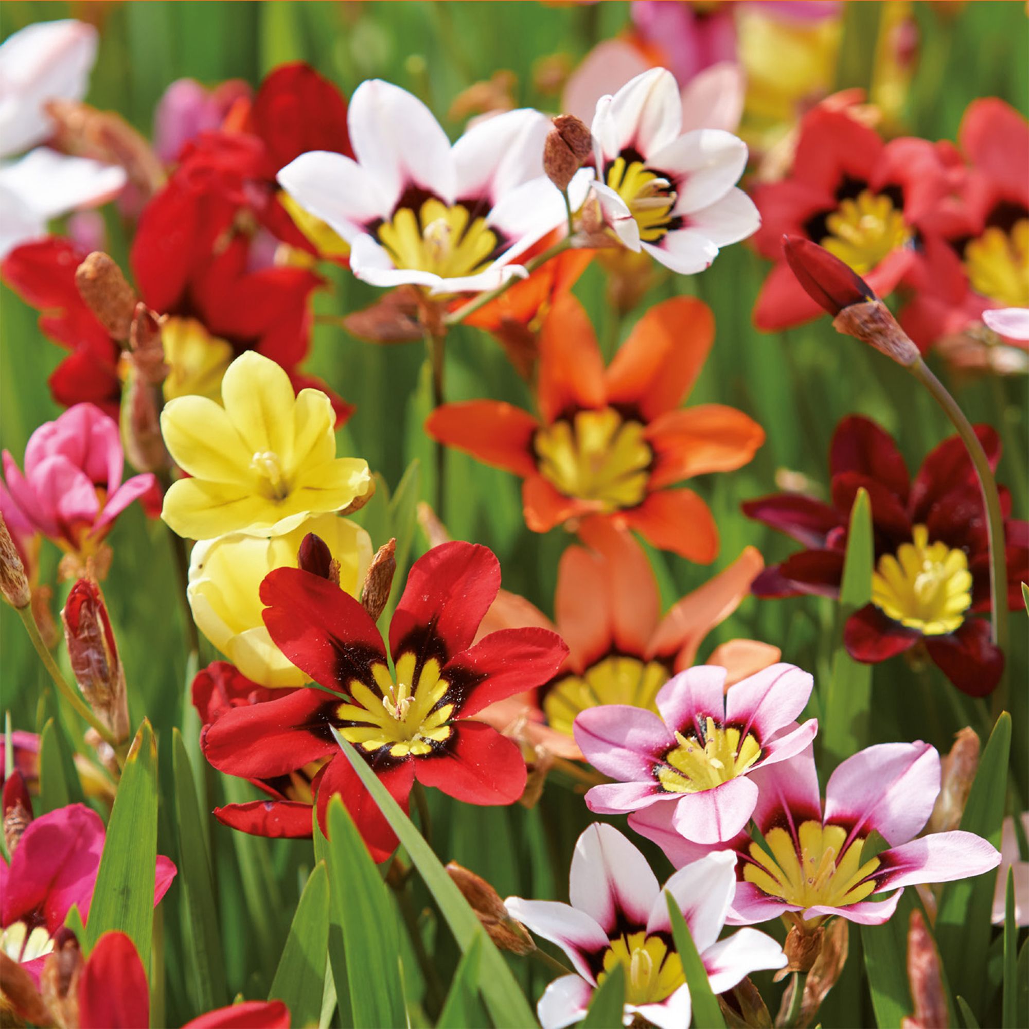 Harlequin Flower Mixed 20 Flower bulbs
