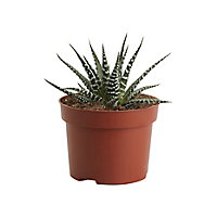 Haworthia big band Cactus in 10.5cm Pot